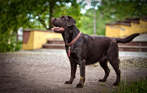 The Labrador Lifespan How Long Do Labs Live Canine Weekly