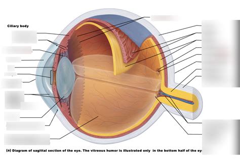 Internal Anatomy Of The Eye Diagram Quizlet