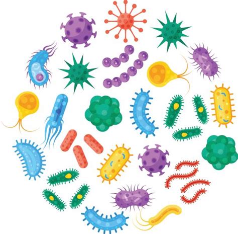 Bacteria Clip Art 20 Free Cliparts Download Images On Clipground 2024