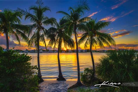 Coconut Trees Jupiter Island Florida Hdr Photography By Captain Kimo