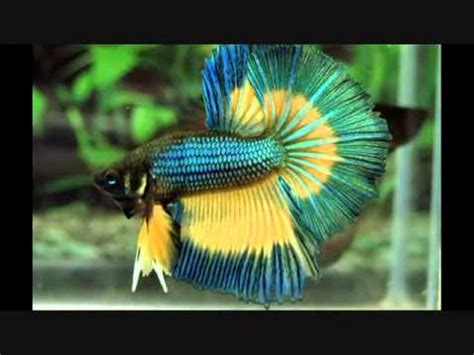 Jawapannya kerana ikan air masin mempunyai sifat sel badan yang berbeza berbanding ikan air tawar. jenis - jenis ikan air tawar - YouTube