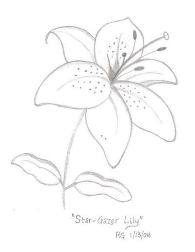 Stargazer Lilies Drawing At Getdrawings Free Download