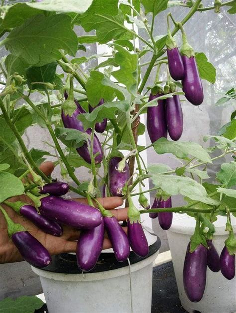 Kebun Sayur Mini Belakang Rumah - mazalie