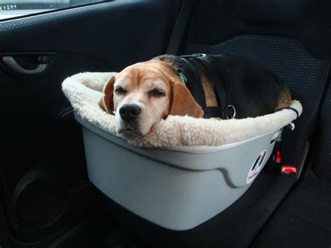 Best Dog Car Seat Australia - Velcromag