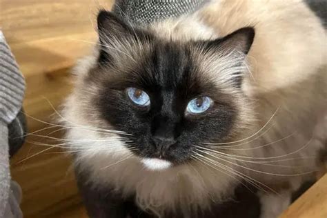Do All Ragdoll Cats Have Blue Eyes The Answer May Surprise You