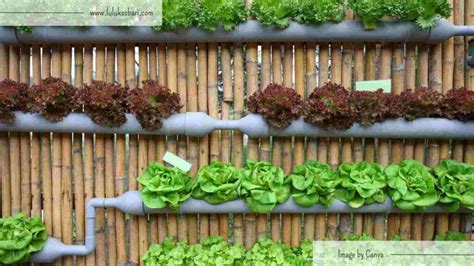 √ 5 Metode Bertanam Sayuran Yang Mudah Di Pekarangan