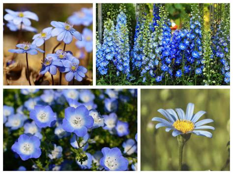 Blue Flowers For Your Garden Saga