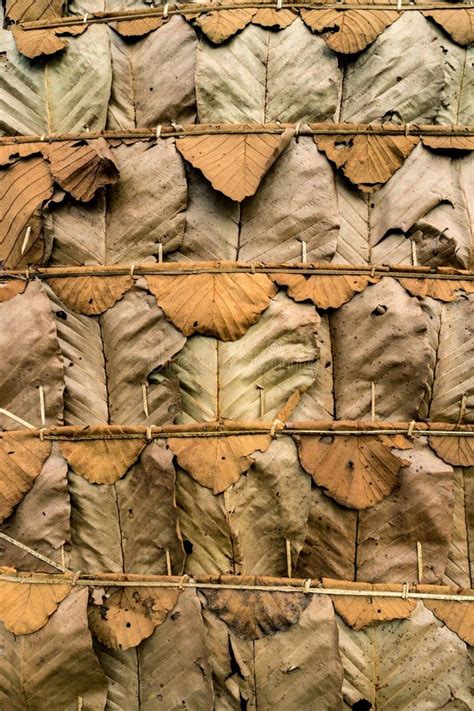 Dry Leaves Roof Stock Photo Image Of Overlap Weave 104719026