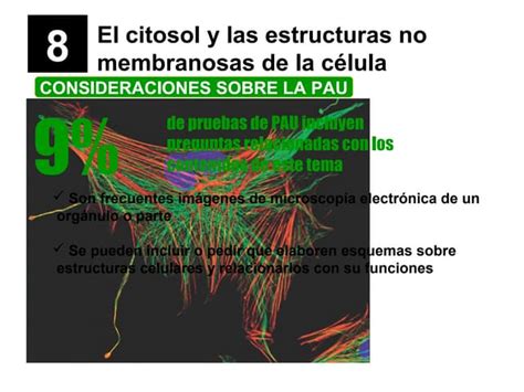 El Citosol Y Las Estructuras No Membranosas De La Célula 2013 Ppt