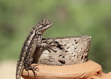 Texas Spiny Lizard Sceloporus Olivaceus Anne In Nature Flickr