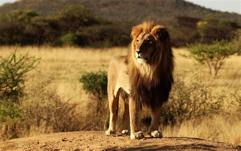 Fond Décran Paysage La Nature Lion Chien Faune Afrique Gros
