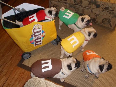 19 Diy Pet Costumes For Halloween Hgtv