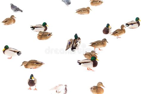 A Flock Of Ducks On White Snow In Winter Stock Photo Image Of Winter
