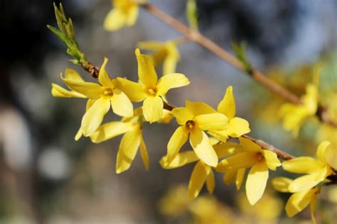 Bei frühgeburten, zwillingen und behinderten kindern beträgt die schutzfrist nach der geburt zwölf. Forsythie schneiden: Wann & wie geht man vor? - Plantura