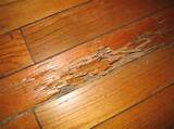 Termite Damage Hardwood Floors Images