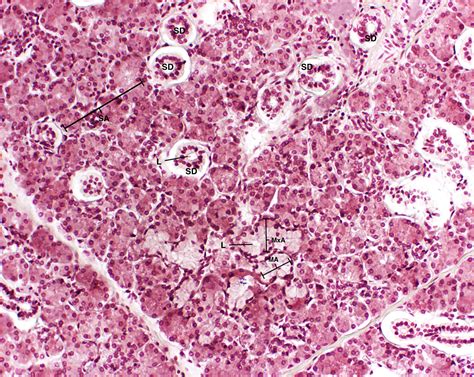 Submaxillary Gland X Histology