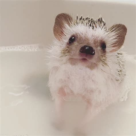 July 16 at 9:35 pm · newborn baby doesn't like taking a bath. Dodie doesn't normally like baths or pictures, but the ...