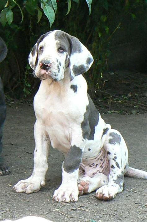 Great Dane Dogs And Puppies Great Dane Puppies