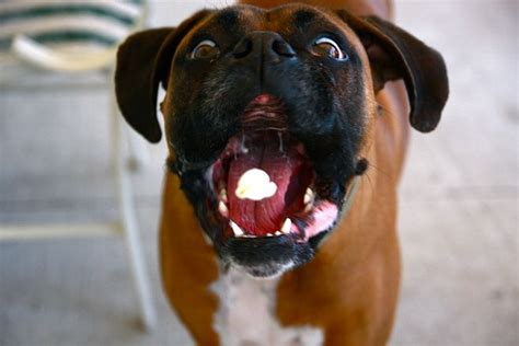 17 Reasons Boxer Dogs Are The Worst Indoor Dog Breeds Of All Time