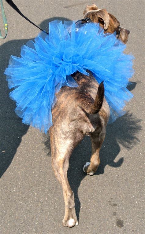 20 Cool And Adorable Diy Pet Costume Ideas For Halloween