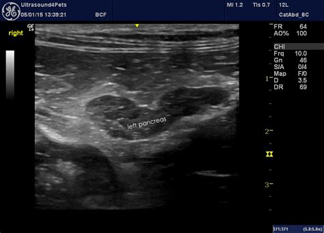 Well, when i was in veterinary school, our instructors instilled a warranted and significant fear of the pancreas. feline pancreatitis - Vet Practice Support
