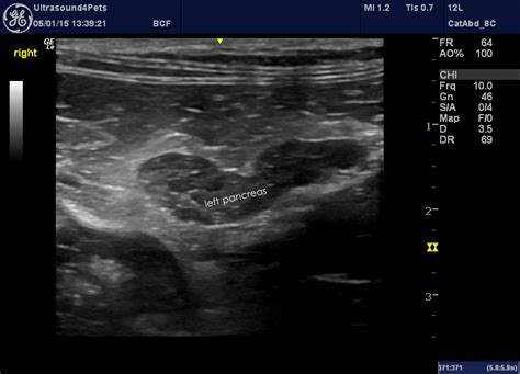 Discover 11 common signs of pancreatitis. feline pancreatitis - Vet Practice Support