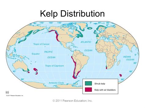 Utilising Kelp Forests For Carbon Sequestration Earthorg