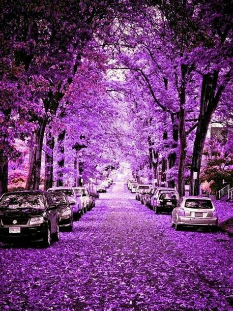 Purple Road Purple Vibe Purple Love Purple Color