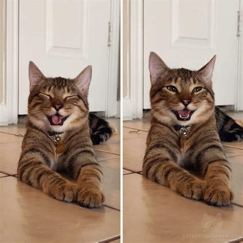 The Happiest Cat Ive Ever Seen Rpics