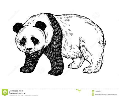Panda Bear Engraving Vector Illustration Stock Vector Illustration Of