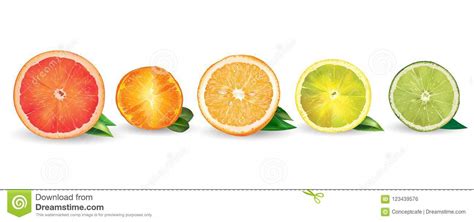 Orange Lemon Citrus Mandarin Grapefruit And Lime Stock Illustration