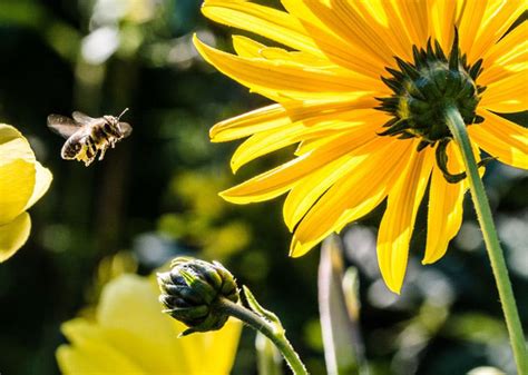 Das könnte sie auch interessieren. Schutz vor Insekten im Garten - StadtLandFlair