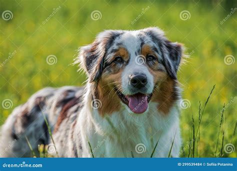 Purebred Australian Shepherd Dog For A Walk In The Park Stock Photo