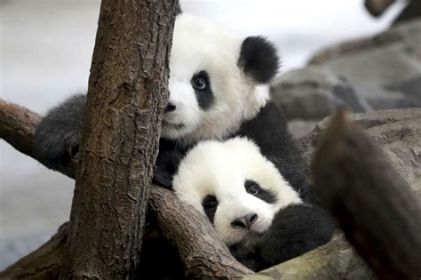 Panda Twins At Berlins Zoo Make Adorable Public Debut