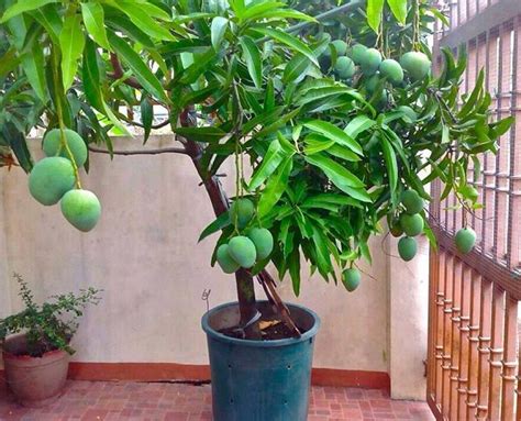 How To Grow Mango Tree In Pot