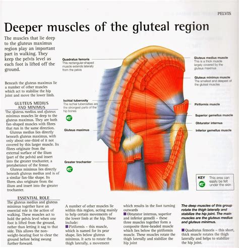The glutes and hamstrings are the strongest muscles in our skeletal muscular system. Congruent Exercise: HIT Resurgence: Biomechanics for Safer Exercise