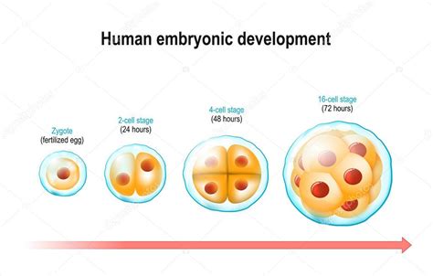 Desarrollo Embrionario Humano Desde El Cigoto óvulo Fertilizado