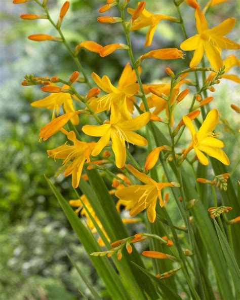Pukki fires norwich in front with canaries have won five successive games. Crocosmia ''Norwich Canary'' (George Davison)