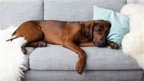 Should You Let Dogs On The Sofa