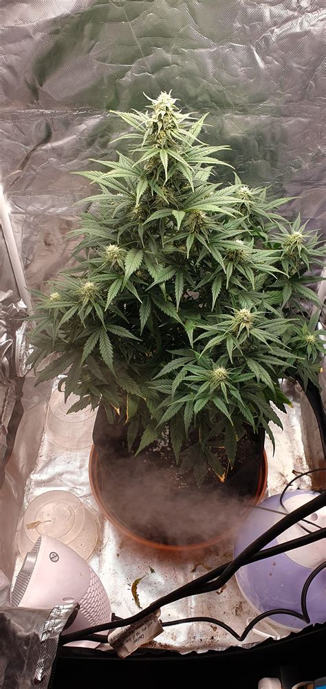 Day 63 Barneys Farm Pineapple Express Its Starting To Get Sexy Around Here First Grow Hoping