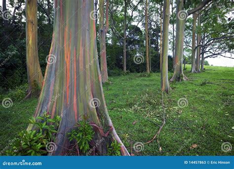 Rainbow Eucalyptus Trees Maui Hawaiian Islands Stock Photos Image