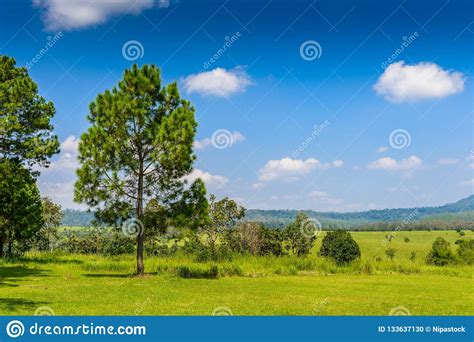 Landscape Pine Forest With A Blue Sky And White Clouds In The Sp Stock