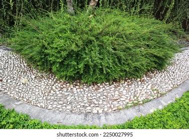 Phyllanthus Myrtifolius Garden Stock Photo Shutterstock
