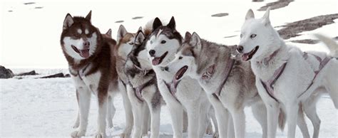 This page contains affiliate links. Eight Below | Animali