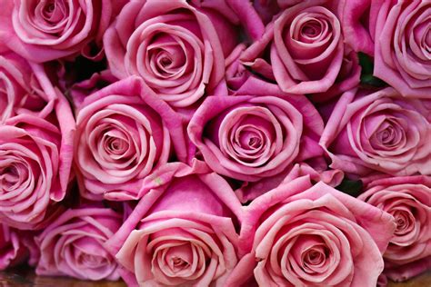Kostenlose Foto Blume Blütenblatt Strauß Rot Rosa Hochzeit