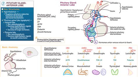 Physiology Anterior Pituitary Lobe Anatomy And Physiology Ditki