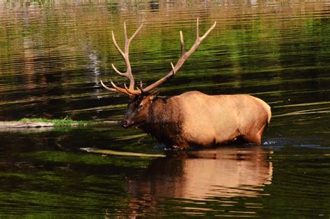 Washington State Elk