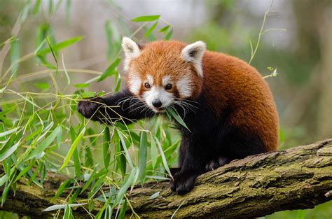 In human care, red pandas can be active at any time of day but are primarily crepuscular, or most active at dawn and dusk. Red Panda - Halls Gap Zoo - Grampians