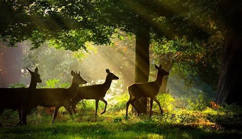 Deer In Sunlight Animals Photo 39714051 Fanpop