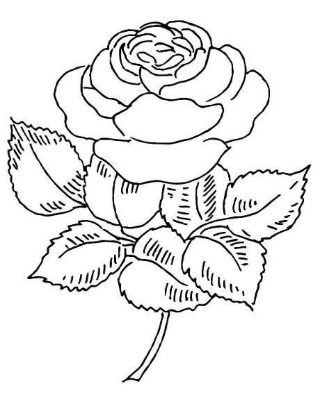 Gambar Sketsa Bunga Mawar Mudah Bonus
